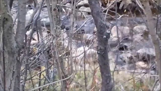Прогулка в осенний лес .