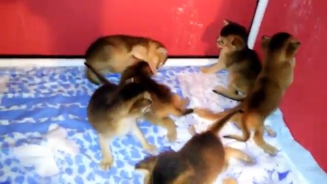 СуперКэтс - выставки кошек