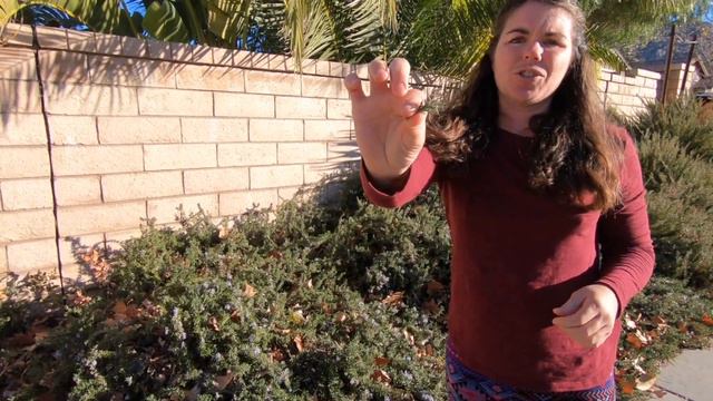 How To Identify And Use Wild Rosemary ~ Nature Craft Box ~ EP .1