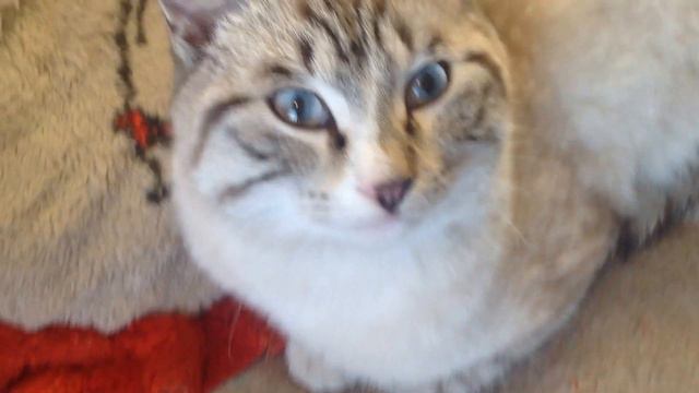 Котик Славик красавчик 2015