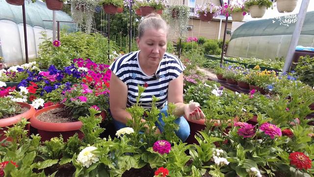 НАДЕЖНЫЕ  КОЛЫШКИ ДЛЯ ПОДВЯЗКИ ТОМАТОВ и  ЦИННИЙ - ОПОРА ДЛЯ ХРУПКИХ РАСТЕНИЙ