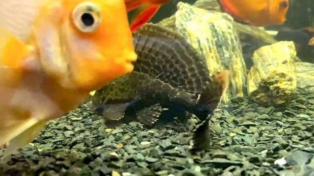 Дискусы и сом птеригоплихт