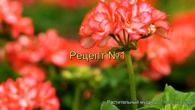 УДОБРЕНИЕ ДЛЯ ВСЕГО И ОТ ВСЕГО! ЭТА ПОДКОРМКА ВОССТАНАВЛИВАЕТ ЛЮБЫЕ ЦВЕТЫ! All Purpose Fertilizer