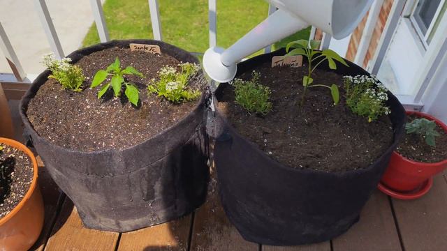 Turning My Balcony Into A Garden