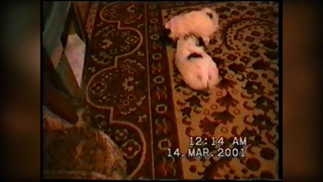 Моя живность 18 03 2001