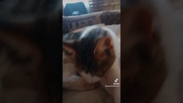 2023-10-29-073729794.mp4