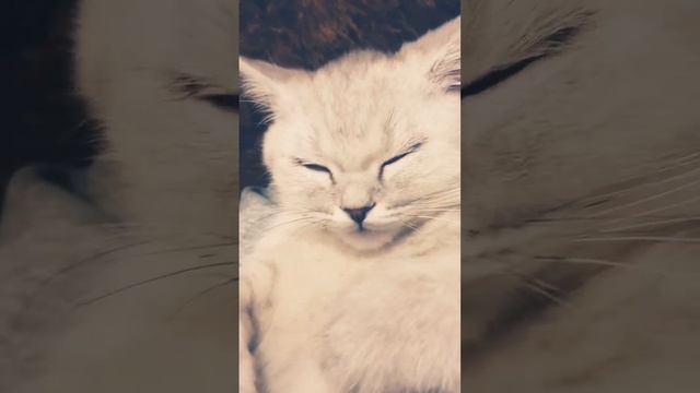 Милый котенок спит на руках хозяина #cat