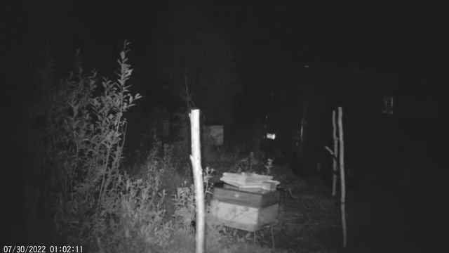 Медведь вернулся на пасеку, но у нас есть электроизгородь.