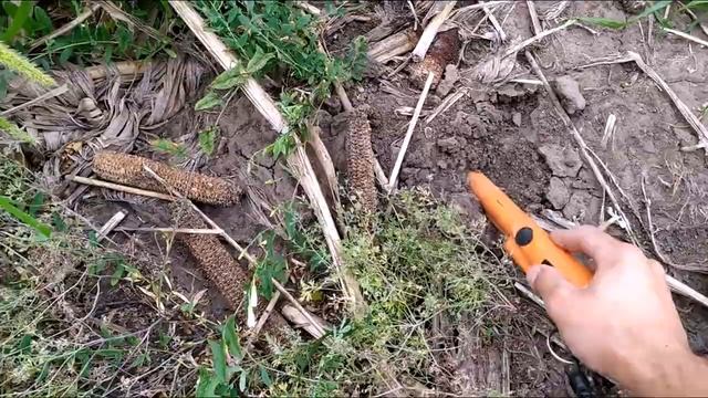 Поиск с металлодетектором на древнем неизвестном хуторе (увлекательный коп по старине)