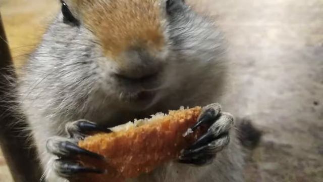 Еврашка чукотская.