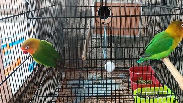 Birds Latest Prices Update|Lovebirds, Cocktail, Java, Finch, Budgies, Ringneck|@TouseefAhmedOfficia