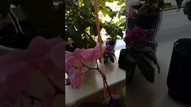 Мои помидоры на подоконнике 🍅🍅🍅#помидоры #помидорычери