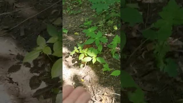 Белочки ?️?️ в Нескучном саду ??? (Парк Горького / культуры, Москва) кушают орешки) | Видео # 47