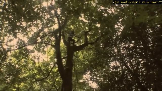 В 4 года её бросили в диких джунглях! Не поверите кто помог ей выживать в ЖECT0KИХ условиях!