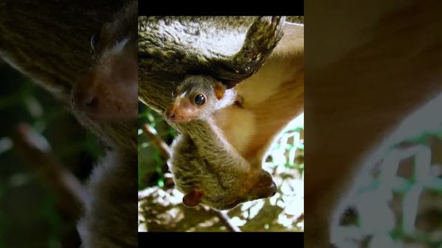 Шерстокрыл животное