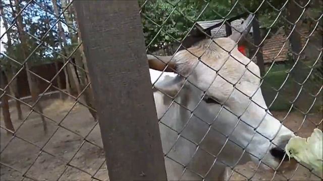 Контактный зоопарк Дети кормят животных Лучший отдых с детьми 2018