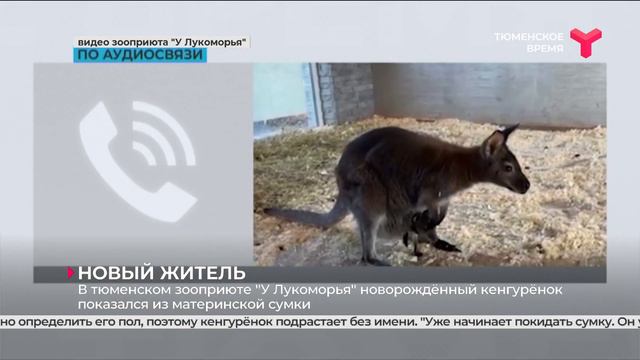 Прибавление у пары кенгуру в тюменском зооприюте