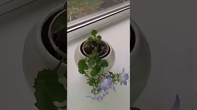 Кампанулы от черенка до цветения.