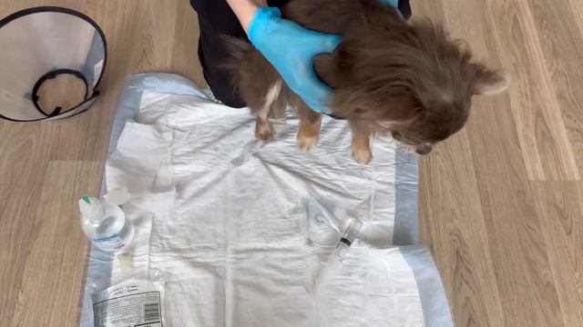 Как чистить уши собаке физ. раствором (раствором натрия хлорида 0,9 %)