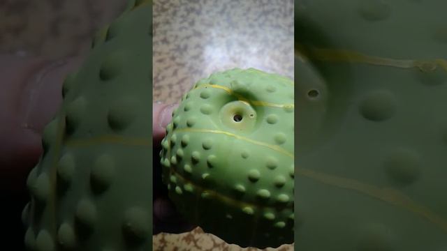 манок на Вальдшнепа