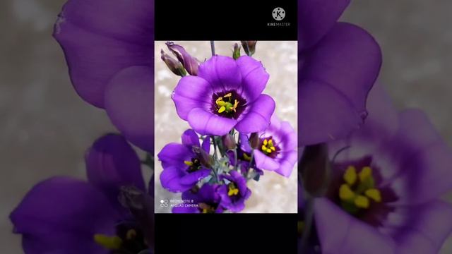Eustoma | নন্দিনী ফুল | Lisianthus | Prairie Gentian |