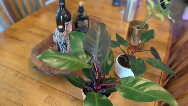 🌿 Watering And Updates💚