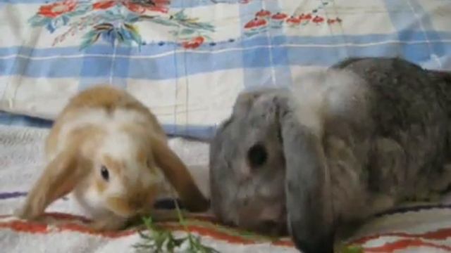 Мама с крольчатами