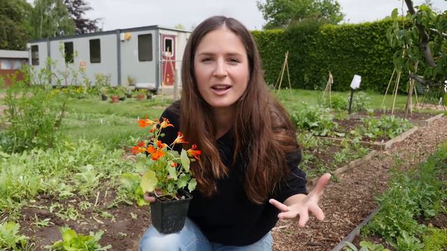 Edible Flowers, An Introduction