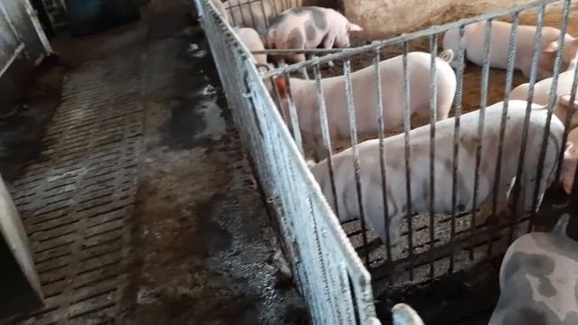 ЗАКРЫЛ БЫ ФЕРМУ, ЕСЛИ БЫ НЕ ЭТО...