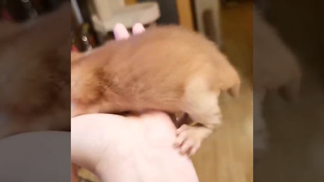 Абиссинский котенок. Кошка