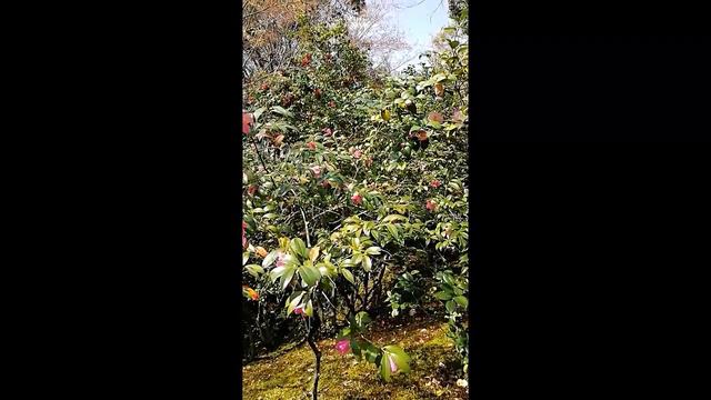 Камелия в храме Рэйкандзи (Киото)