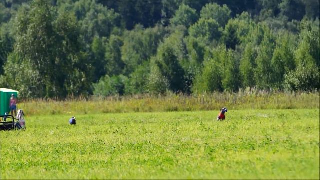 Ксолоитцкуинтли Медио. RUS SHOW FOREVER TEENAGER (red) - LIVELONG HIT ZHENEVIEVA (blue).