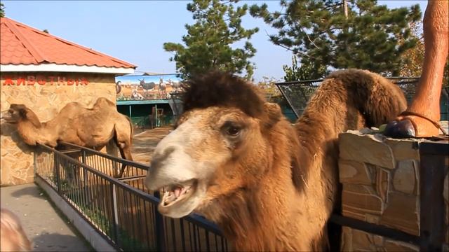 Парк львов Тайган