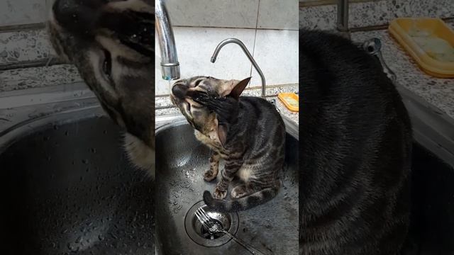 6eda6e12306fdcde98277a3cec370666