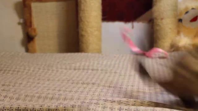 Бенгальская девочка