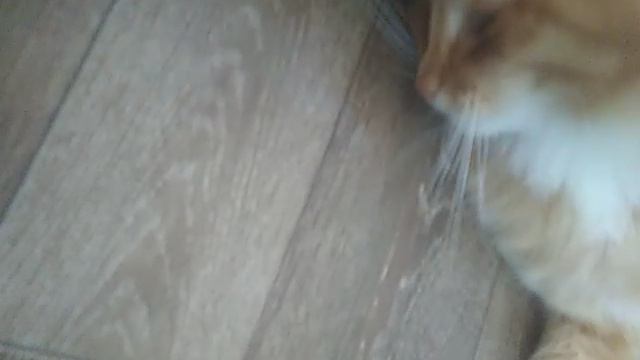 1 урок с Персиком🍑