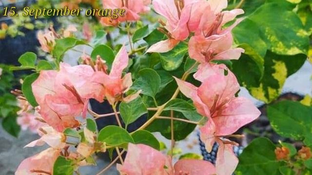 Bougainvillea Names Or IDs / Best Bougainvillea Variety With Names