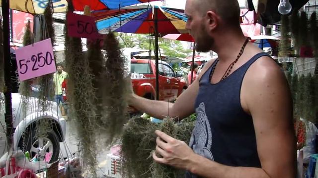 Aromatyczny Salonik - Tillandsia Cz. 2