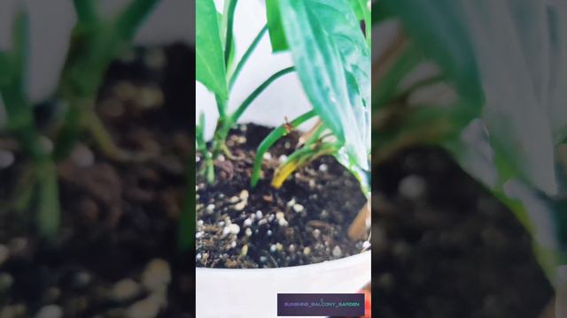 Monstera Broken Heart Plant / Swiss Cheese Care Tips - Do's And Don'ts