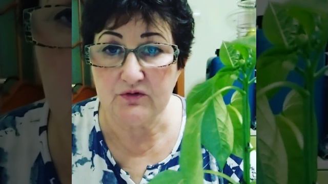 Первый цветок у перца, убрать или оставить?