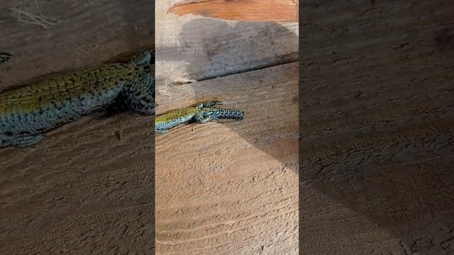 ящерица без головы