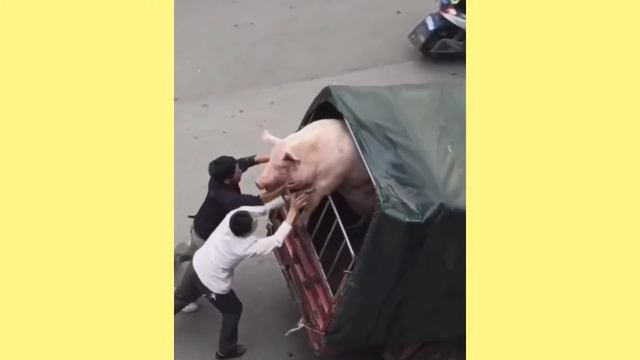 Have You Ever Seen A Pig Ride In A Supermarket?🐖🐖