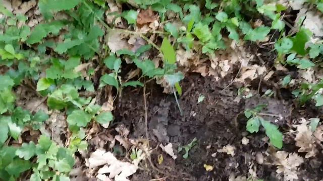 моментос..попентос...