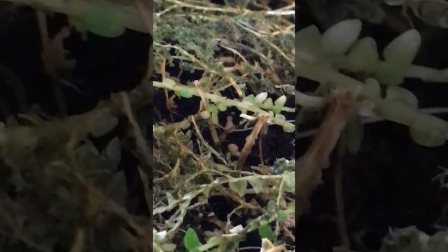 Recuperando Un Rainbow/blue Moss Helecho Parte 3