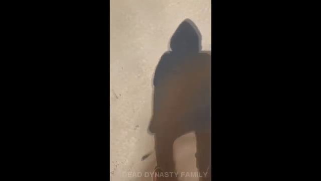 PHARAOH исполняет трек 