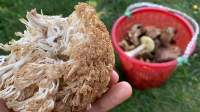 Гриб Оленьи Рожки (Рамария Желтая) съедобный. Справочник грибника