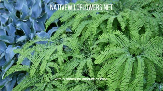Ferns Make The Perfect Back Drop For Your Landscape.