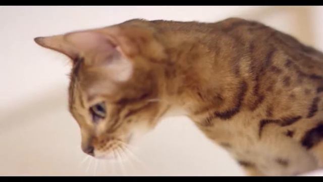 Автопоилка-фонтан для животных Original Xiaomi Kitten Puppy Pet Water Dispenser Fountain