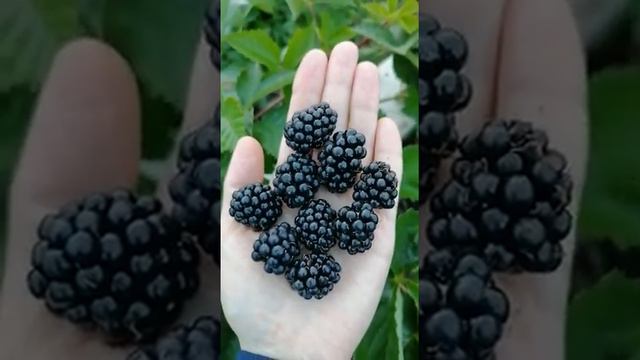 Плодоношение ежевики Лох Тей