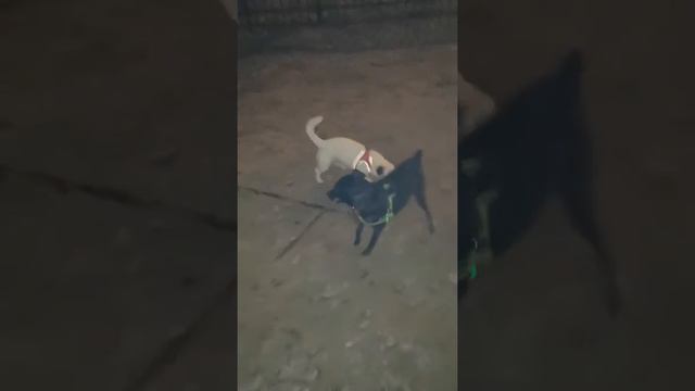 Паттердейл и Джек Рассел терьеры играют